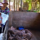 Nông dân TPHCM (mới) nuôi thành công loại heo đặc sản mà làm giàu, thương lái cứ hỏi bán được chưa