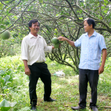Trồng bưởi ra quả ngon ngọt, cứ 1ha lãi 800 triệu, nông dân tỉnh Đồng Nai (mới) dùng thứ phân gì tự chế?