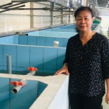 Một bà giám đốc ở TPHCM 'cả gan' nuôi cá rô đồng, cá lóc đồng, cá sặc, bán trên sàn thương mại điện tử, thu 6 tỷ/năm