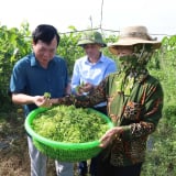 Hội Nông dân Thanh Hóa gắn kết hội viên qua chi, tổ hội nghề nghiệp, nông dân khá giả hẳn lên