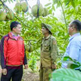 Giá sầu riêng đang tốt ở tỉnh Đắk Lắk (mới), vì sao thương lái vẫn 'ngủ ngày', dân cứ ngóng chốt vườn cho yên?