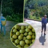 Người cha 82 tuổi dậy từ 4 giờ sáng, hái những quả mận tươi ngon nhất gửi cho con trai
