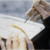 Tại sao đàn ông quý tộc nhà Thanh lại nuôi móng tay dài?