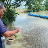 Một đàn cá lạ xuất hiện trên sông Vịnh ở Tây Ninh từ năm 2019, dân cứ gõ kẻng là chúng nổi lên chờ thức ăn ném xuống