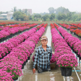 Một làng hoa nổi tiếng khắp miền Tây, có 2.000 chủng loại hoa, 4.000 hộ chia nhau 3.300 tỷ đồng