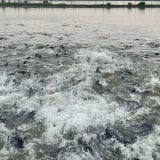 Loài 'cá tàu ngầm' toàn con to bự bơi dày đặc dưới ao, ông tỷ phú Ninh Bình bắt bán, thu 2 tỷ/năm