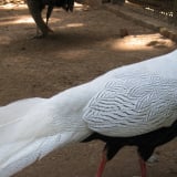 Người đàn ông Nghệ An nuôi và bán gà lôi trắng lĩnh 6 năm tù, gà lôi trắng có được phép nuôi không?