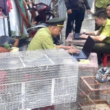 Tạm giữ 2 con chim cu đất, 25 chim chào mào, 1 chim chích chòe ở phường Phú Lợi, TPHCM (thành phố Thủ Dầu Một cũ)