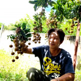 Trồng loại nhãn lạ, giá 150.000 đồng/kg tại vườn, anh nông dân Bà Rịa-Vũng Tàu cũ, nay là TPHCM bán 'cháy cây' luôn