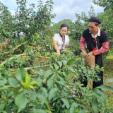 Sản xuất nông nghiệp áp dụng kỹ thuật mới, nông dân Sơn La sống khỏe nhờ ruộng, làm nương