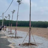 Nhà đầu tư “săn” nhà, đất ở Bình Dương khi có thông tin sáp nhập