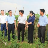 Tỷ phú Bắc Ninh, chỉ trồng rau mà một HTX có thu nhập 7 tỷ/năm, nhiều nông dân xây nhà to đẹp