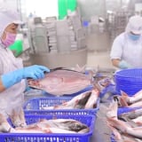 Phụ thuộc vào xuất khẩu thủy sản sang Mỹ, loạt 'ông lớn' Vĩnh Hoàn, Sao Ta, Minh Phú, Hùng Vương...phản ứng ra sao trước đòn thuế 46%?