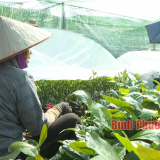 Đua nhau trồng mới loại cây gì ở Bình Phước mà giá cây giống tăng cao đột biến?