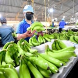 Những doanh nghiệp hàng đầu nào đang xuất khẩu nông sản với khối lượng ‘khủng’ sang Trung Quốc?