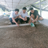 Cất bằng kỹ sư, trai Hải Phòng về quê nuôi sâu canxi làm thức ăn cho loài cá “vua”, thân thiện môi trường