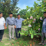 Trồng thứ cây thấp tè đã ra trái quá trời, một nông dân Hậu Giang bán 30.000 đồng/kg