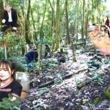 Tỉnh Kon Tum về 'chung nhà”, Quảng Ngãi sẽ là thủ phủ loại cây trồng 'đại bổ' mà nhiều tỉnh, thành phố khó có được