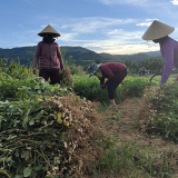 Thứ cây 'giấu quả' dưới đất, dân Bình Định nhổ một phát, bật chùm củ chắc nịch