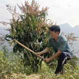 Đất cằn 'nở hoa, kết trái' nhờ Báo Dân Việt