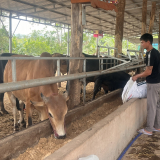 Con vật to bự này càng nuôi càng lỗ, nông dân Quảng Trị vào tận TP HCM làm điều này mà vẫn phải quay ra, vì sao?