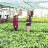 Một loại cây giống đang 'hot' hơn cả sầu riêng, nông dân Bình Phước đổ xô đi mua, vì sao cây xanh lùn lại hút hàng? 