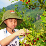 Đây chính là khu vườn hot nhất Khánh Hòa ngay lúc này, thứ trái ngon chín đỏ, nhìn thôi đã muốn cắn rồi