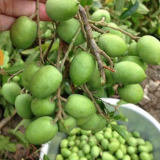 Miền Tây hương vị, một loại quả dại xưa tha la mặt nước, tiện tay vặt ăn vui mồm, hay hóa thành đặc sản lạ miệng