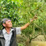 Trông như mọc dại bên cồn ở An Giang, thứ cây này thấp tè ra trái quá trời, dân bẻ bán 50.000 đồng/kg