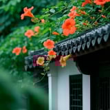 Đừng trồng hồng leo, cây cảnh này mới là nữ hoàng mùa hạ, chạm đất là sống, thu hút may mắn, tài lộc