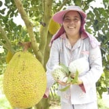 Các nhà vườn tiền tỷ báo giá sầu riêng thế nào mà giá loại quả ngon này ở Kiên Giang có 'động thái lạ'?