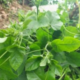 Loại rau dại hễ nghe tiếng ếch kêu, dính tí nước mưa rào, vươn ngọn non tua tủa, ăn tốt, ngủ khỏe, dân rỉ tai 'rau thần dược'