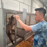 Trai Hà Nội nuôi cầy hương, con động vật hoang dã theo cách 'đặc biệt' này, mỗi năm thu hàng trăm triệu đồng