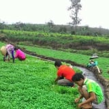 Sáp nhập Quảng Bình, Quảng Trị, tỉnh sau hợp nhất có một làng trồng rau đặc sản từ nước giếng cổ Champa chảy tràn quanh năm