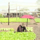Ở Bình Phước, mấy làng này trồng rau kiểu gì mà dân lúc nào cũng có tiền trong túi?