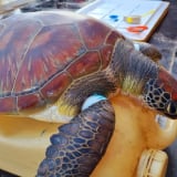 Một con động vật hoang dã ngoài biển Quảng Ngãi có tên trong sách Đỏ bị vướng 'lưới ma'