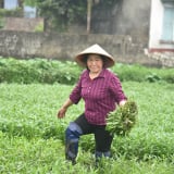 Chi hội trưởng nông dân U70 ở Quảng Ninh vừa lội ruộng vừa tuyên truyền công tác Hội cho hội viên