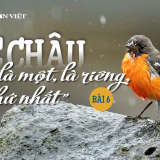 Úc châu, “Ta là một, là riêng, là thứ nhất”: “Sân khấu tạp kỹ” của những gã phong tình (Bài 6)