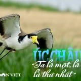 Úc châu, “Ta là một, là riêng, là thứ nhất”: Vòng quay của sự tử tế (Bài cuối)