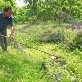 Đào rãnh trong vườn, nuôi con đặc sản, dân nơi này ở Vĩnh Long bắt con nào thương lái mua hết con đó