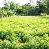 Thứ rau nấu canh chả cần mì chính, trồng thành công ở một nơi của Nghệ An, cắt đến đâu thương lái khuân đến đó