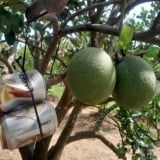 Một ông nông dân Tây Ninh treo vỏ lon bia nuôi con gì trong vườn bưởi mà khi hiểu ra cả làng bất ngờ?