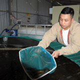 Nuôi thành công loại cá đặc sản ở Quảng Nam, ăn bổ dưỡng như 'nhân sâm nước', bán 480.000 đồng/kg