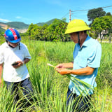 Nông dân Hà Tĩnh trồng cây gì tốt um mà bán cả củ, lá, thu nhập gấp 4 lần so với cây màu khác?
