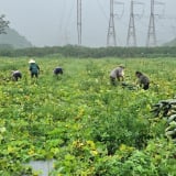Trồng bí xanh kiểu lạ đời ở Thanh Hóa, cho dây bò lung tung tốt um, ấy thế mà bẻ la liệt quả, lãi đậm tay