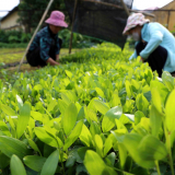 Trước ngày sáp nhập Hà Giang chung một tên mới sau hợp nhất, UBND tỉnh Tuyên Quang đã phê duyệt một Đề án quan trọng liên quan đến rừng