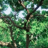 Trước thềm 'đón' tỉnh Long An về 'chung nhà', Tây Ninh có cây đặc sản nổi tiếng ra quả ngon quá trời như thế này đây