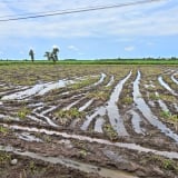 Loại cây ra lắm củ này ở Tây Ninh sao dân phải nhổ bán sớm khi chữ bột dưới 25?