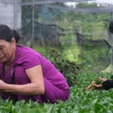 Đây, loại rau thơm hễ dính tí nước ẩm là tốt um, dân nơi này của Thái Bình cứ cắt là bán nhanh như tôm tươi