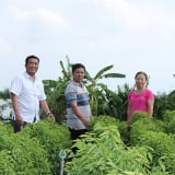 Nấu canh ăn ngọt như mì chính, loại rau bổ dưỡng này ở Bà Rịa-Vũng Tàu hễ dân cắt là bán hết veo